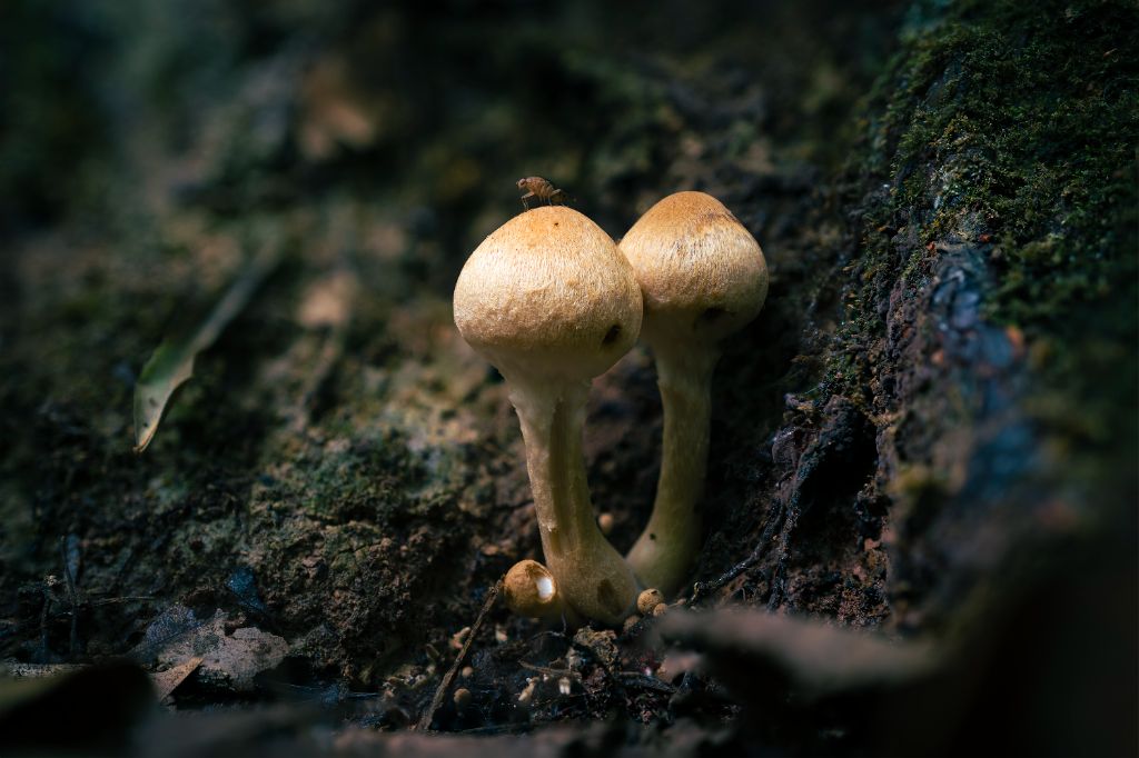 B mosca sobre els bolets
